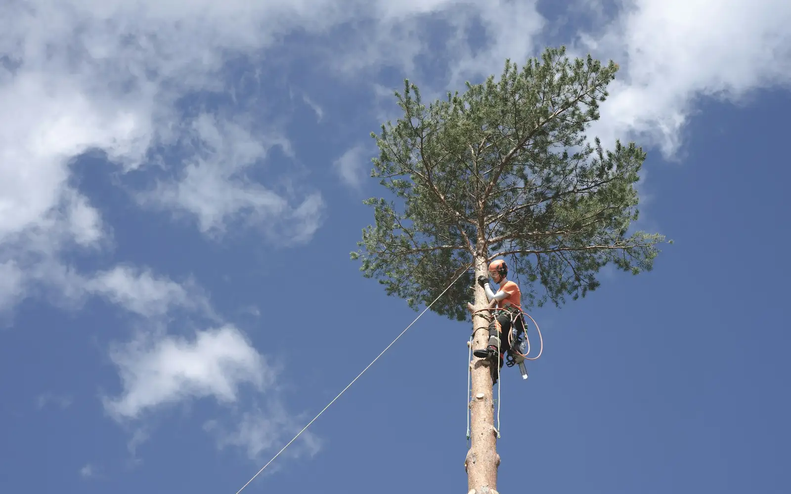 A climber on a rope near the top of a tall pine, the trunk below already cleared of branches