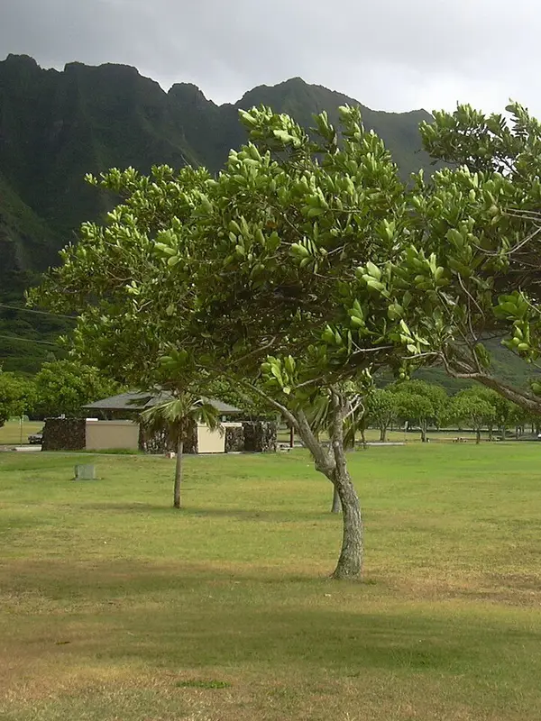 Kamani trees leaning over the lawn at Kualoa, under the Koʻolau on windward Oʻahu