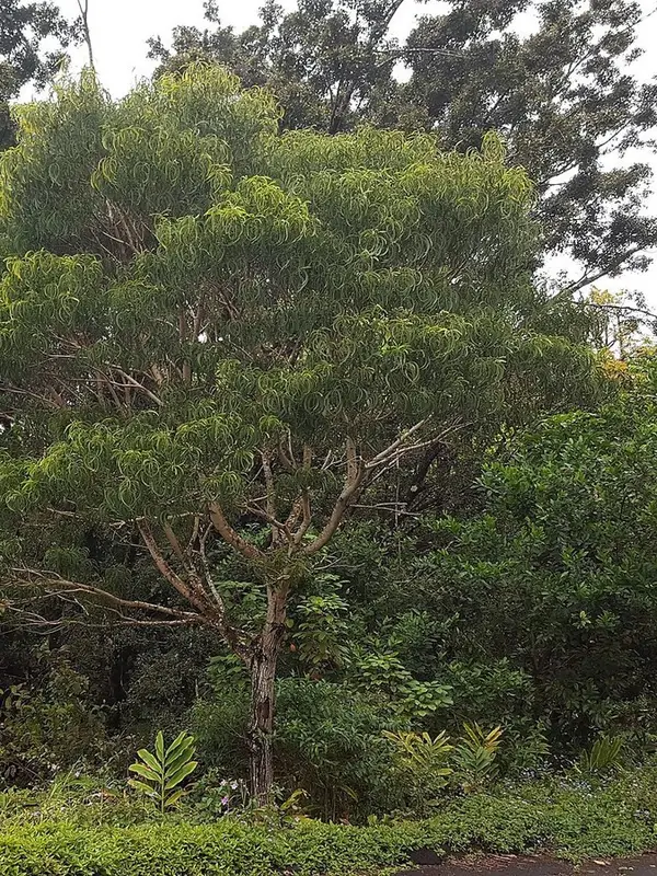 A koa tree with a broad, layered crown beside the road on Tantalus, Oʻahu