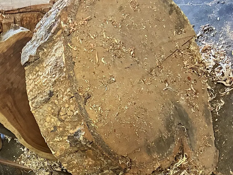 A round sawn from a log, bark still on, dusted with sawdust on the shop floor