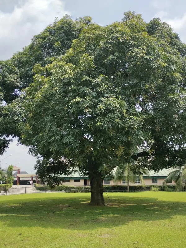 A mango tree’s dense, rounded crown spreading over a lawn