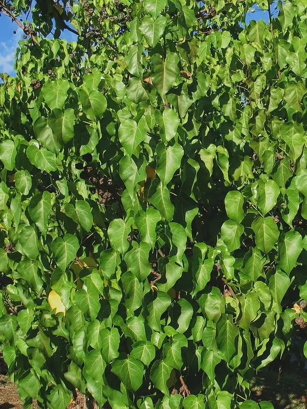 Milo’s heart-shaped leaves filling the crown of a tree in Pearl City, Oʻahu