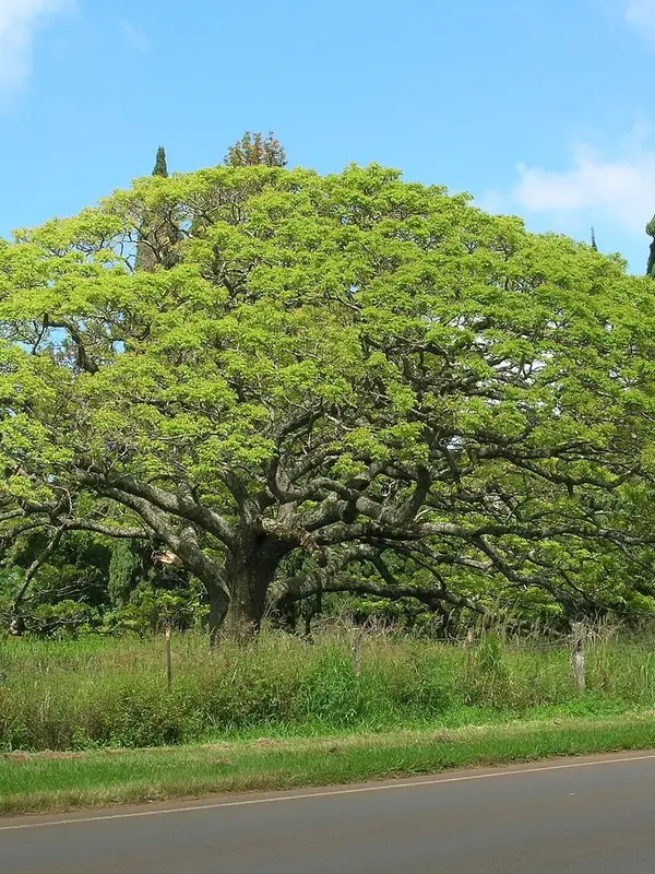 A monkeypod tree’s wide, umbrella-shaped crown beside a road in Makawao, Maui