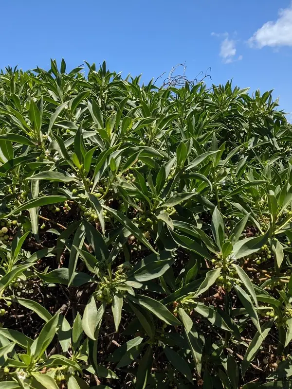 A naio crown of narrow, glossy leaves against a blue sky in Honolulu County, Oʻahu