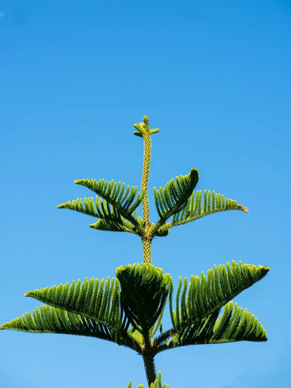 The top of a Norfolk Island pine, its branches in star-shaped tiers against a blue sky