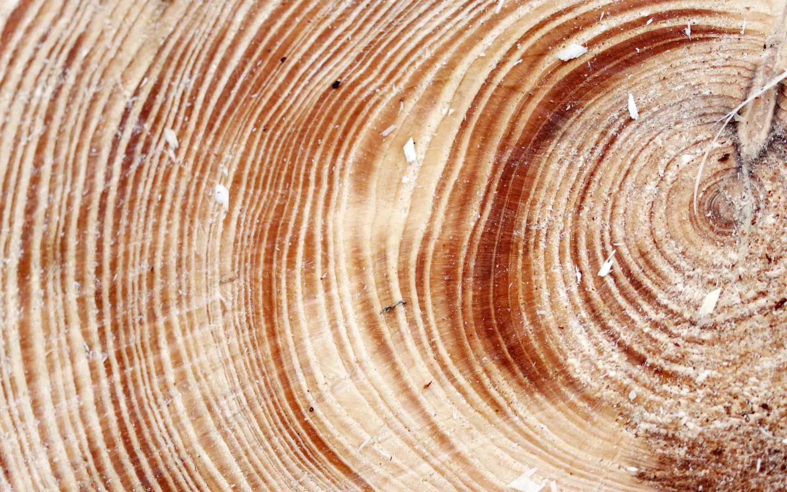 Pale wood with tight growth rings and a knot