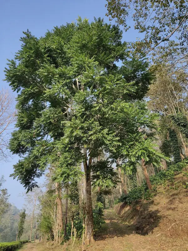A tall toon tree with a loose crown of long, feathery leaves against a blue sky