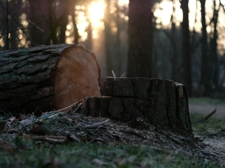 A freshly cut log and its stump in low evening light