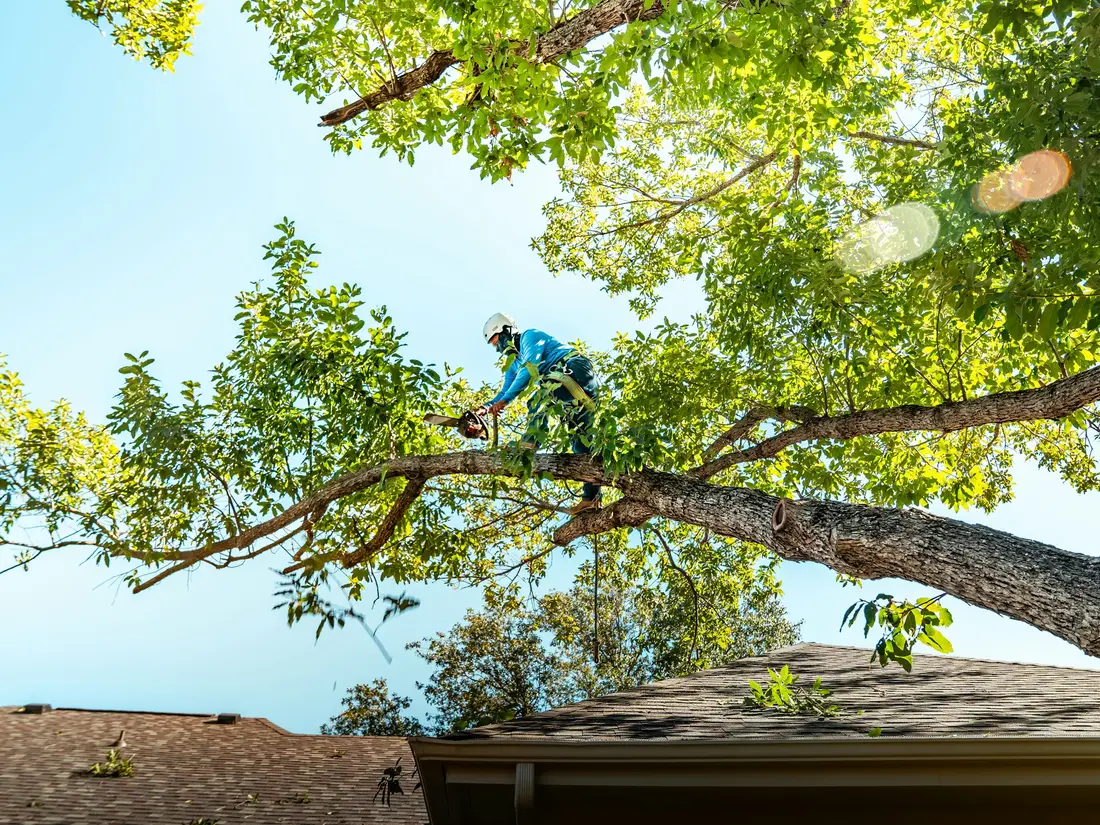 A climber in a helmet and harness trimming a big limb that hangs over a house roof