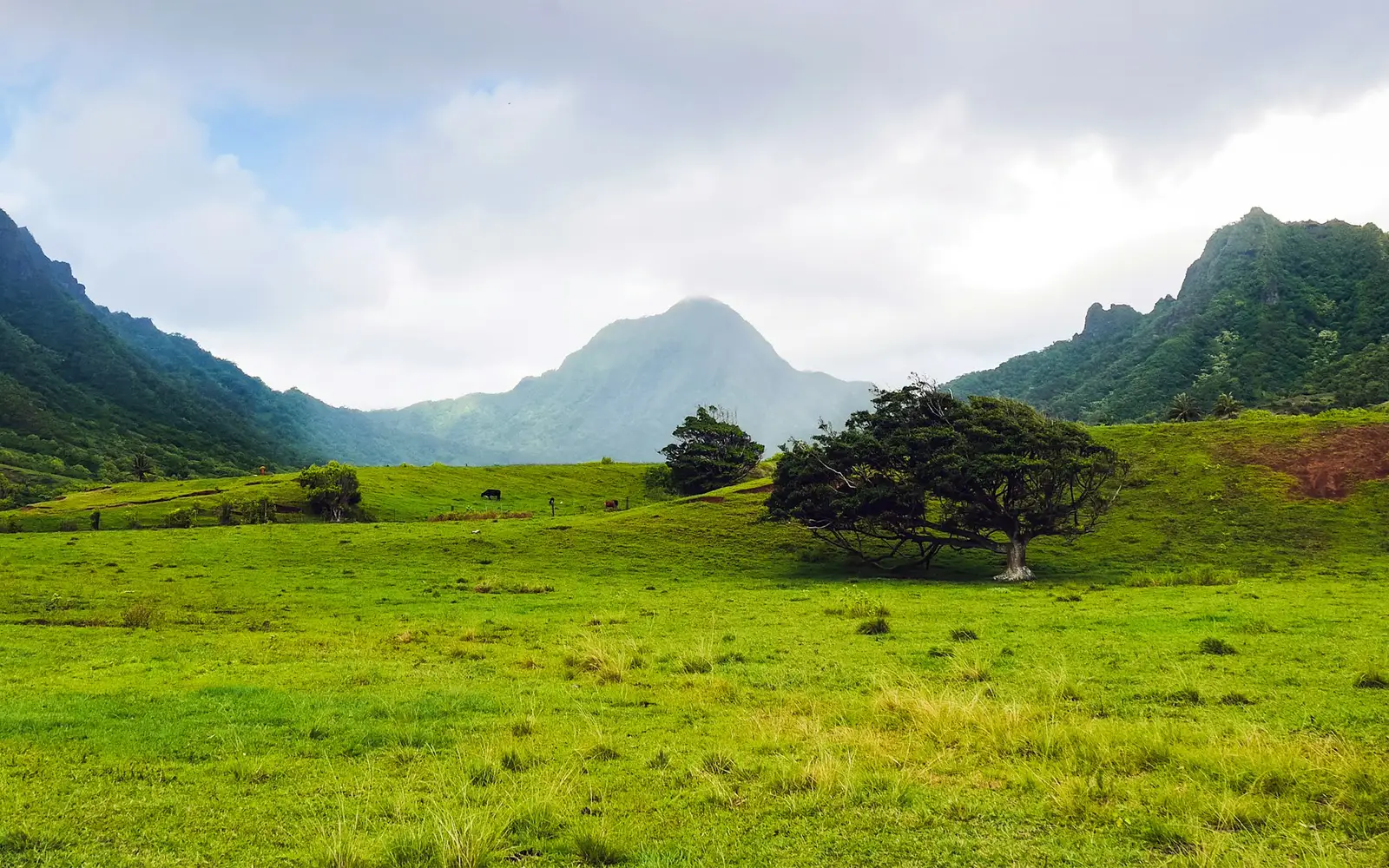 A lone tree in a green pasture under the Koʻolau mountains on windward Oʻahu