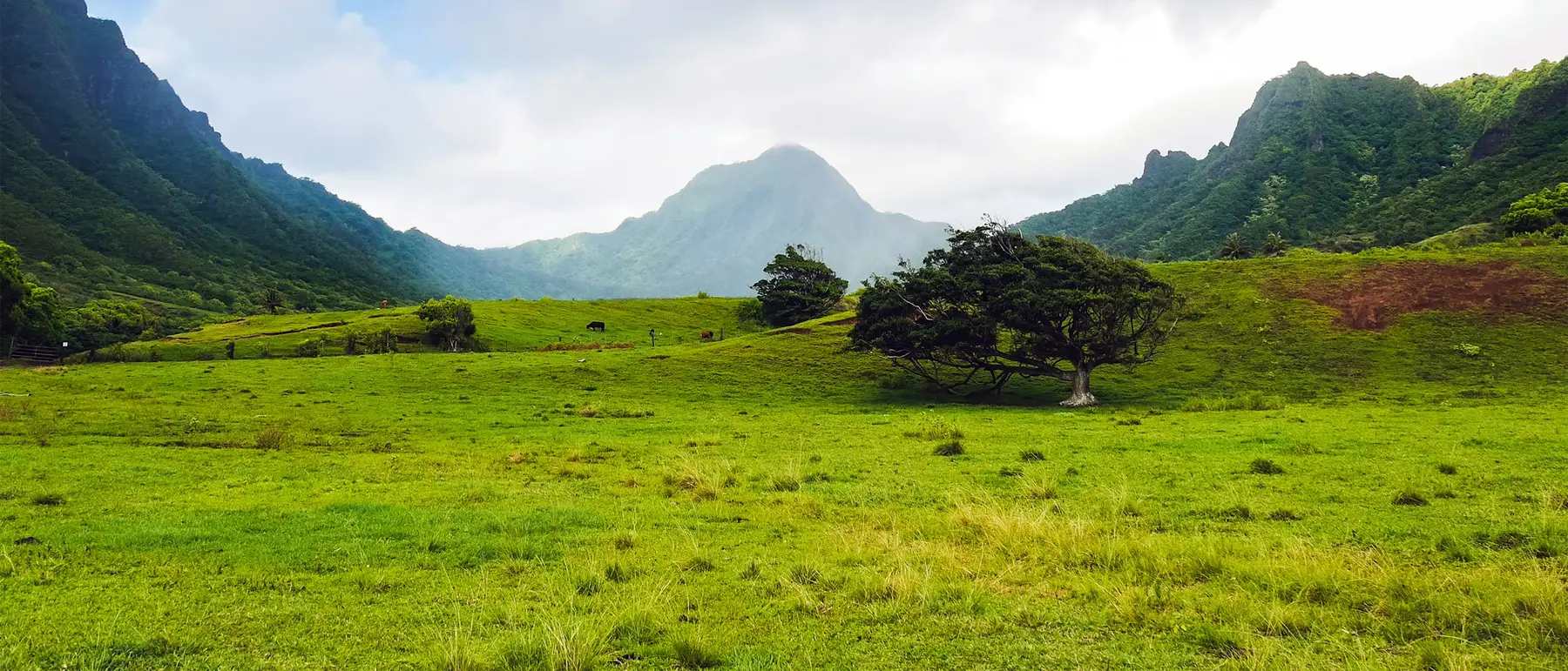 A lone tree in a green pasture under the Koʻolau mountains on windward Oʻahu