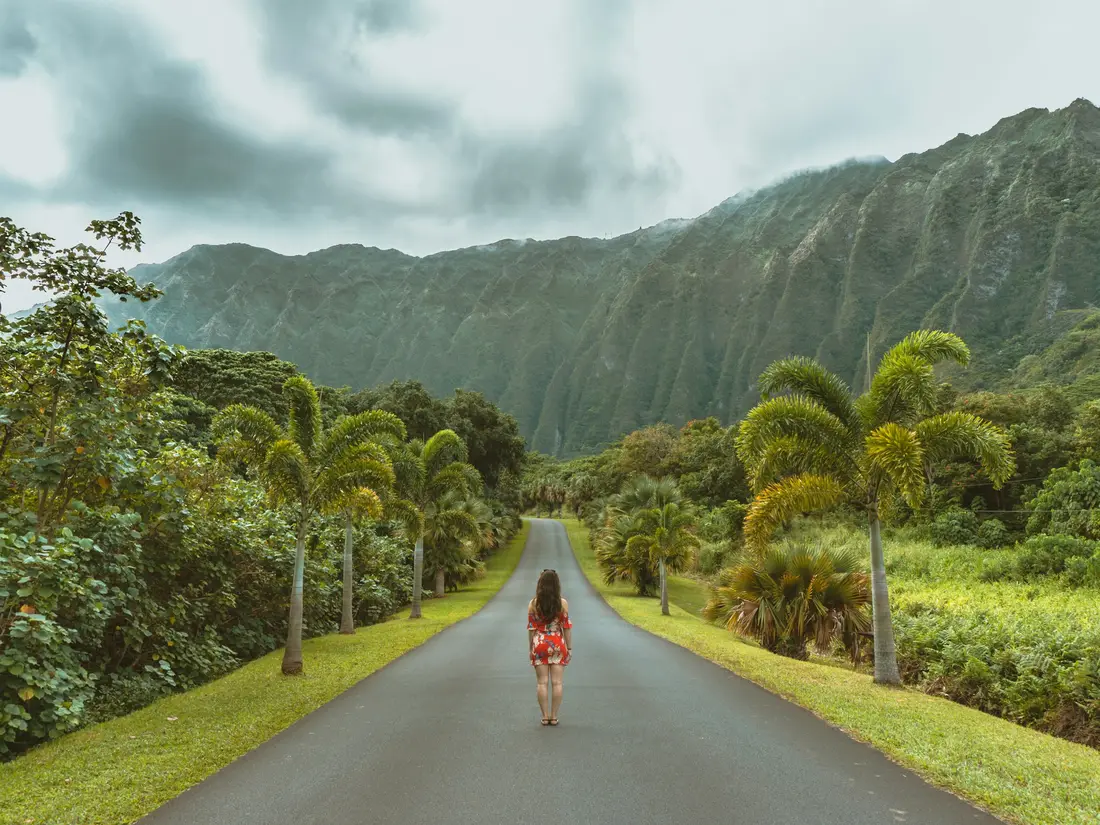 The Koʻolau cliffs above Hoʻomaluhia in Kāneʻohe, palms along the road